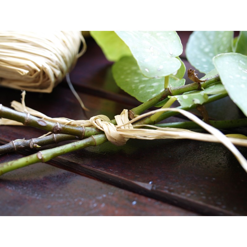 Raphia naturel RAPHIA 150 g - Boutique en ligne Nortene