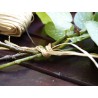 Raphia naturel RAPHIA 150 g - Boutique en ligne Nortene