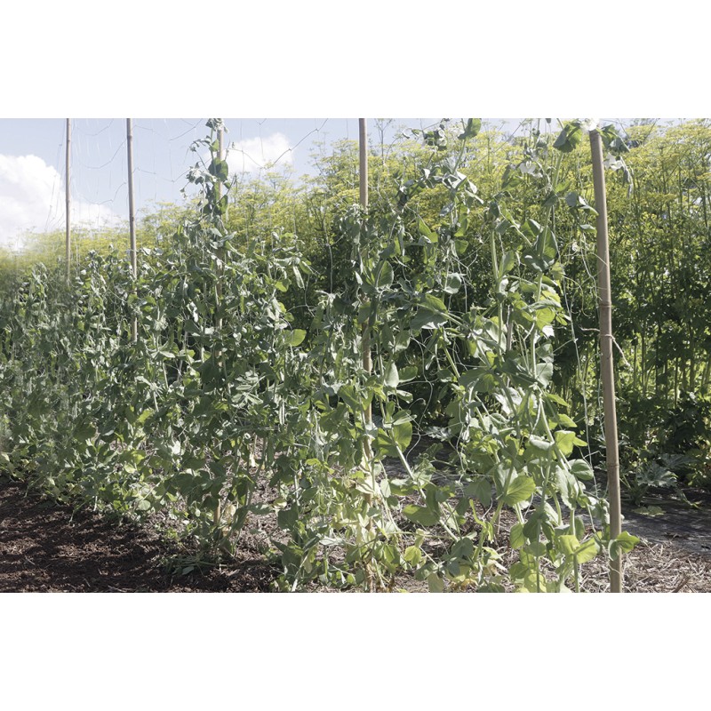 Filet à ramer compostable  TRELLINET BIO 1,85 x 5 m Nortene