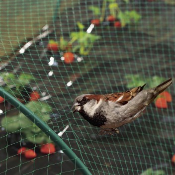 Filet de protection anti-oiseaux 2 x 5 m vert BIRDNET Nortene - Boutique en ligne Nortene