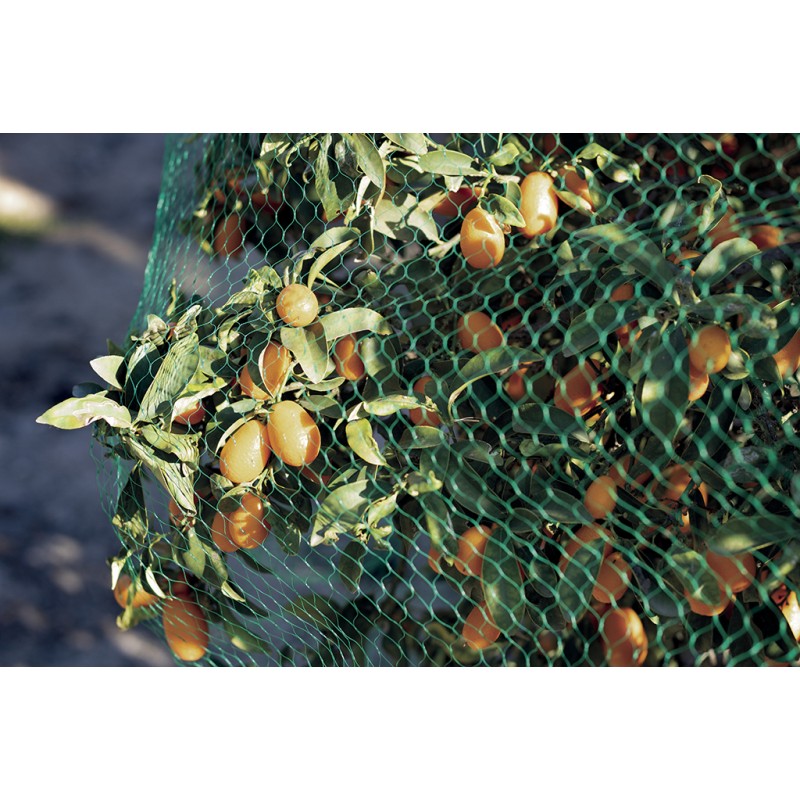 Filet de protection anti-oiseaux 2 x 5 m vert BIRDNET Nortene - Boutique en ligne Nortene