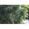 Filet de protection anti-oiseaux 2 x 5 m vert BIRDNET Nortene - Boutique en ligne Nortene
