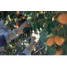 Filet de protection anti-oiseaux 2 x 5 m vert BIRDNET Nortene - Boutique en ligne Nortene