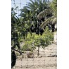 Treillis extensible 0,5 x 1,5 m TRELLIFLEX vert Nortene - Boutique en ligne Nortene
