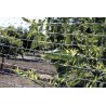 Treillis extensible 0,5 x 1,5 m TRELLIFLEX vert Nortene - Boutique en ligne Nortene