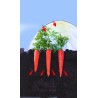 Film de forçage spécial légumes primeurs CLIMAFILM Nortene - Boutique en ligne Nortene