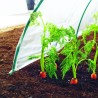 Film de forçage spécial légumes primeurs CLIMAFILM Nortene - Boutique en ligne Nortene