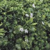 Jardin vertical synthétique JAZMIN 100 x 100 cm dans le magasin Nortene
