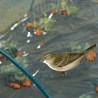 Filet de protection anti-oiseaux 4x6 m vert BIRDNET Nortene - Boutique en ligne Nortene