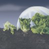 Film de forçage maraîcher CLIMAPRO 3 x 10 m Jaune Nortene