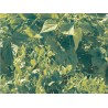 Filet à ramer 1 x 5 m TRELLINET Nortene - Boutique en ligne Nortene