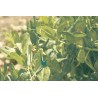 Filet à ramer 1 x 5 m TRELLINET Nortene - Boutique en ligne Nortene