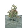 Toile de paillage tissée 120g AGROSOL 2,1 x 20 m Gris Nortene