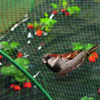 Filet de protection BIRDNET 5 x 10 m Vert Nortene