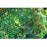 Filet de protection BIRDNET 5 x 10 m Vert Nortene