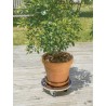 Support à roulettes FLORA ROLL STRONG Ø40cm Marron Nortene