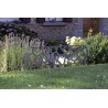 Bordure décorative STONE BORDER 0,40 x 1 m Nortene