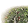 Tuteur tomate spirale TOMATO SPIRAL Nortene - Boutique en ligne Nortene