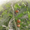 Tuteur tomate spirale TOMATO SPIRAL Nortene - Boutique en ligne Nortene