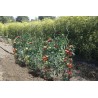 Tuteur tomate spirale TOMATO SPIRAL Nortene - Boutique en ligne Nortene